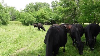 Theyve Been Reunited angus cattle subscribe farmliving calfs [upl. by Reynolds]