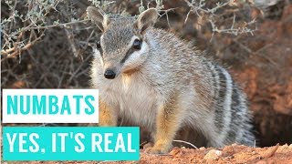 NUMBATS are shy animals compilations [upl. by Karolina]