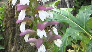 Xylocopa violacea dans les Acanthes [upl. by Alethea]