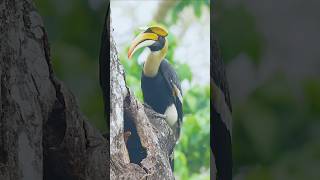 Knobbed hornbill Bird 🐦 [upl. by Soilisav306]