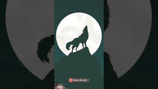 wolf wolfsounds art wolfsong animation wolfmix wallpaper howlinwolf [upl. by Eunice31]