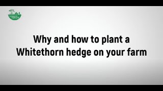 Whitethorn Hedges  how and why should you plant them [upl. by Hall]