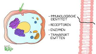 De cel  celmembraan en organellen [upl. by Novyad]