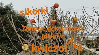 Zimowe dokarmianie ptaków Kwiczoł sikorki kos [upl. by Etnaihc]