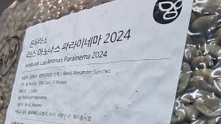 2024 108 PARAINEMA 라스 아노나스2024 HONDURAS 휴지기균열전 2팝전팽창 추출녹임좋고 밸런스잘잡힌수밤 [upl. by Ravens]