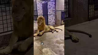 Entrer dans la cage dun lion avec un sac plein de viande 😮 [upl. by Tedie]