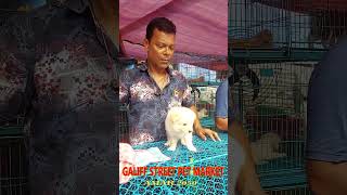 Galiff Street Biggest Dog Market West Bengal  Quality Dog Puppy Seller  shorts shortsfeed [upl. by Eentrok]