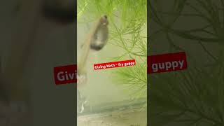 Guppy giving birth fishkeeper shortvideo [upl. by Llenram]