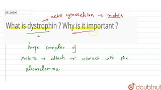 What is dystrophin  Why is it important [upl. by Hermy]