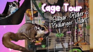 Cage Tour Sugar GliderPhalanger volant [upl. by Bettzel]