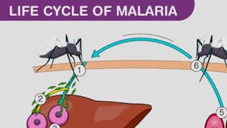 plasmodium vivax life cycle in man [upl. by Gregoor352]