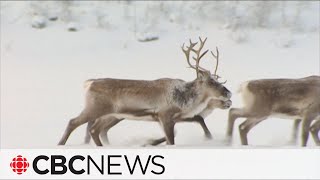 NWT appeal court reserves decision in how Colville Lake caribou are managed [upl. by Arretak]