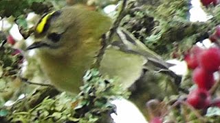 Goldcrest Bird Amongst The Berries  Roitelet huppé [upl. by Colombi]