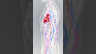 Human Heart Pumping Animation  Watch your heart in action [upl. by Carl310]