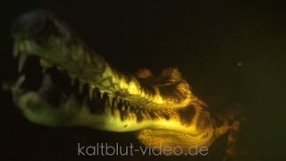 SundaGavial False Gharial Tomistoma Crocodile Buaya [upl. by Zevahc]