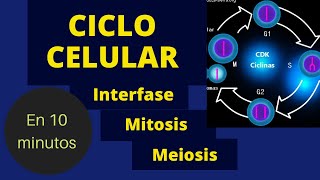 CICLO CELULAR MITOSIS Y MEIOSIS ¡En 10 minutos [upl. by Cailean]