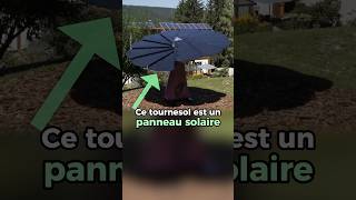 Ce tournesol est un panneau solaire entrepreneur [upl. by Mihalco657]