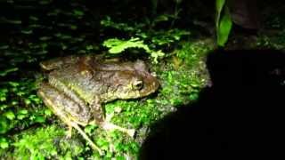 Endemic  Boulengers backpack frog  Cryptobatrachus boulengeri  Sierra Nevada de Santa Marta [upl. by Eicnarf]