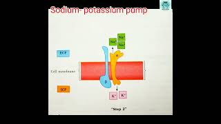 Sodium potassium pump Na  KATPase for full video subscribe The Academia biologynotes [upl. by Tressia]