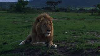 Lion Roaring In The Maasai Mara [upl. by Viens]