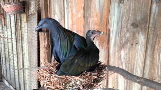 Nicobar Pigeons Colony [upl. by Annayak427]