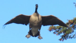 Canada Geese HONKING LANDING Angry at Each Other [upl. by Levins]