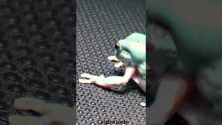 Green Tree Frog eating [upl. by Ralat]