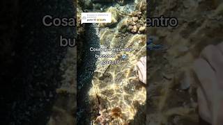 Cosas que encuentro buceando parte 10 snorkel snorkeling underwater diving ocean buceo viral [upl. by Radborne]