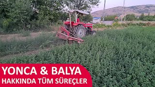 Yonca Balyası Hakkında Tüm Bilgiler [upl. by Ecnaret]