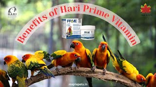 The Benefits Of Hari Prime Vitamin [upl. by Yrrah]