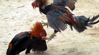 Pelea De Gallos  Clave Efectiva quot2018quot Exclusivo [upl. by Karola]