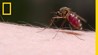 See How Mosquitoes Use Stealth to Steal Your Blood  National Geographic [upl. by Alasteir]