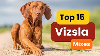 Top 15 Vizsla Mixes The RARE BREED [upl. by Grearson679]