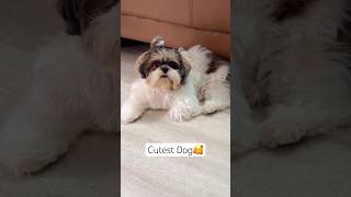 The Cutest Shihtzu🤗♥️ dog shihtzu ozzutheshihtzu cutedog [upl. by Ennaeilsel895]