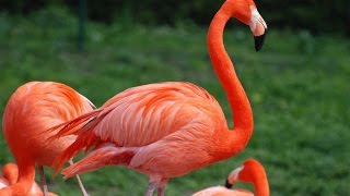 Amazing Flamingo Facts [upl. by Ahsilrae38]