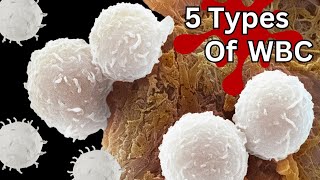 Demystifying Immunity Exploring the 5 Types of White Blood Cells [upl. by Mansfield]