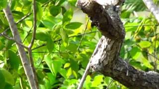 Scissortail Flycatcher Sounds [upl. by Wadlinger]