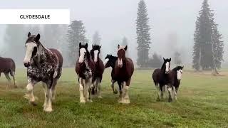 Four Types of Horses American Quarter Thoroughbred Appaloosa and Clydesdale [upl. by Bohlin]