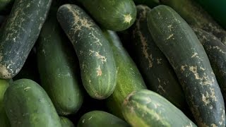 Pepino mexicano con posible brote de salmonela [upl. by Belen]