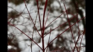 How to identify Red Osier Dogwood in winter [upl. by Lyontine]