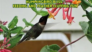 Natures Jewel A Hummingbirds Nectar Feast and Preening Session [upl. by Gentry]