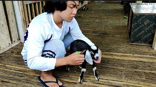 Dehorning a Baby Goat using Dr Naylor Dehorning Paste [upl. by Ramsay]