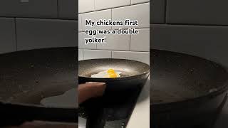 chickens first egg double yolker whooo egg chicken doubleyolker happy viralvideo chick [upl. by Goodrow]