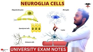 Neuroglia Cells  Glia cells Astrocytes oligodendrocytes Schwan cellsCNS Physiology [upl. by Ahsiekit]