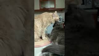 Nebelung Twins Licking Each Other  Nebelung Cats [upl. by Arakaj831]