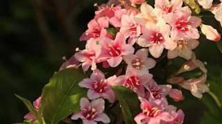 Weigela flower HD1080p [upl. by Gitlow964]