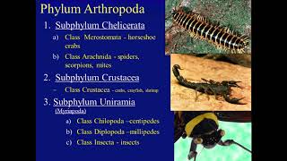 Biology 182 Arthropoda [upl. by Joelynn]