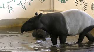 Port Lympne Tapir Experience  my second favourite animal [upl. by Lareena]