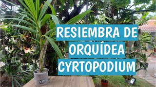 RESIEMBRA DE ORQUÍDEA CYRTOPODIUM [upl. by Liam603]