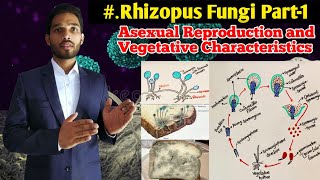 Rhizopus Fungi Part1  Structure of Mycelium  Reproduction in Rhizopus Fungi  BScMSc and PGT [upl. by Yttel]